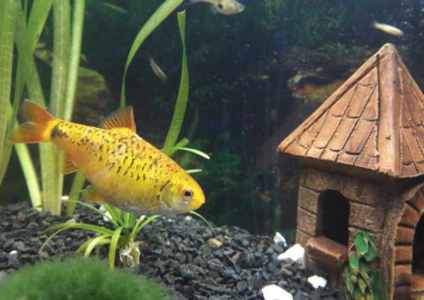 Уход и гигиена