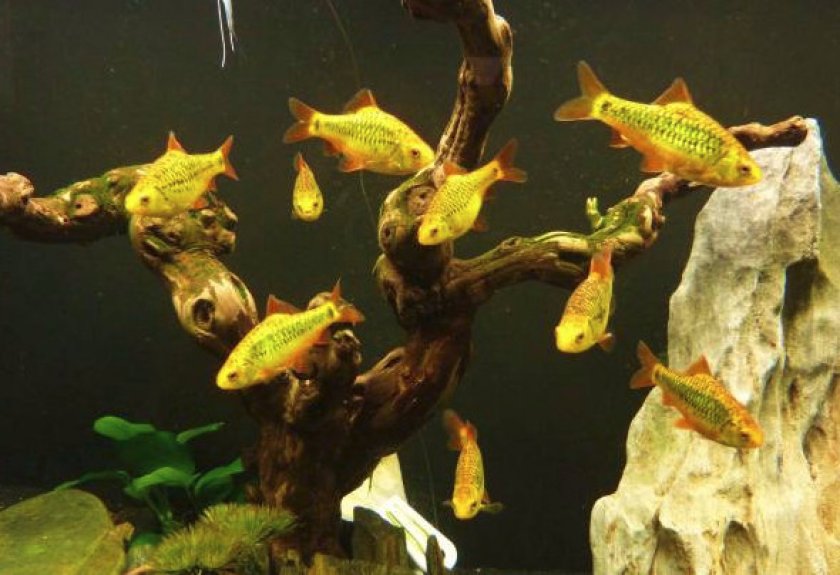 Совместимость