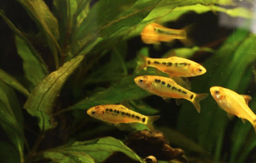 Поведение и образ жизни