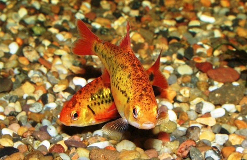 Размножение