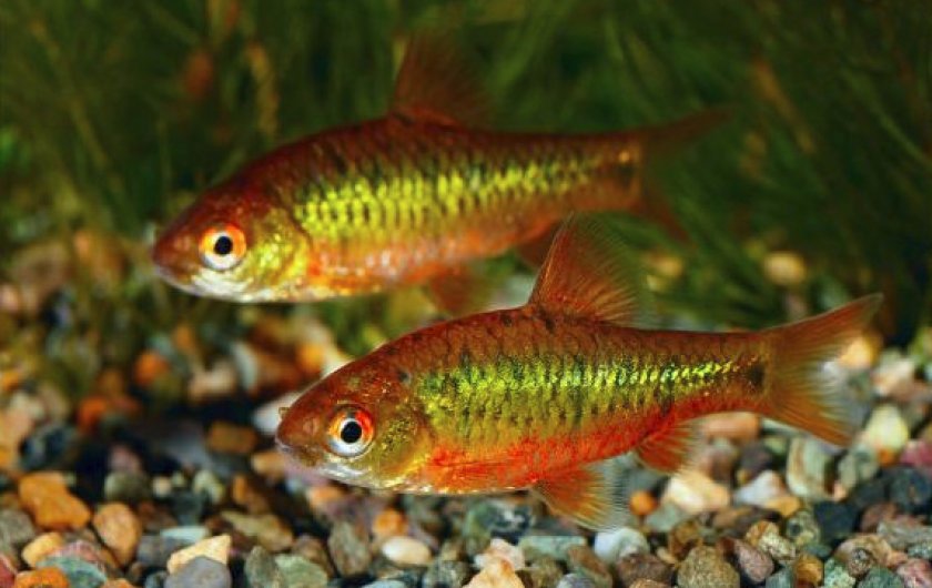 Размножение