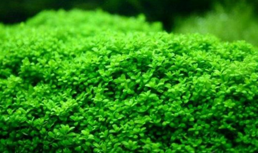 Хемиантус Куба