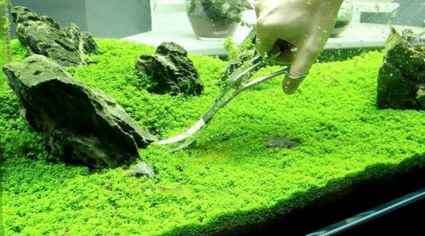 Хемиантус Куба