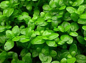 Хемиантус Куба