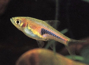 Обитание, описание и повадки расборы Хенгеля в домашних условиях