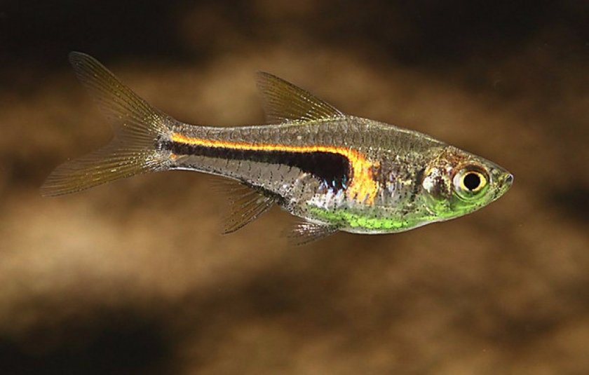 Ареал обитания