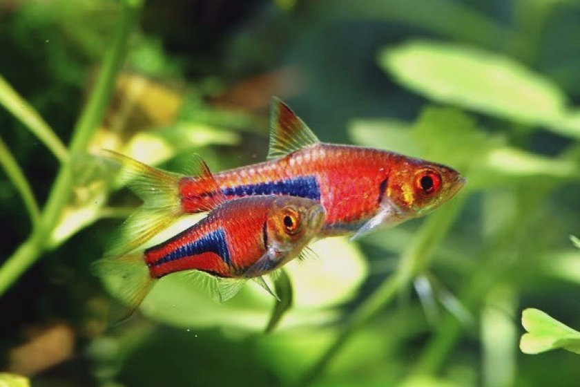 Содержание в домашних условиях Содержание в домашних условиях