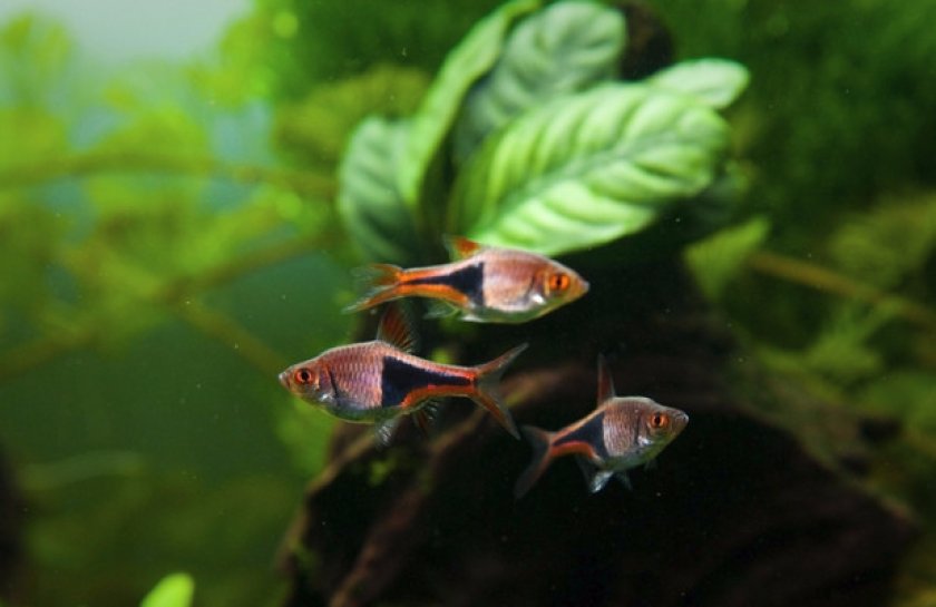 Совместимость