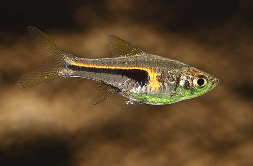 Образ жизни и повадки