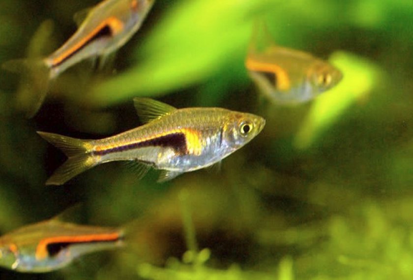 Здоровье и заболевания