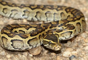 Сетчатый питон