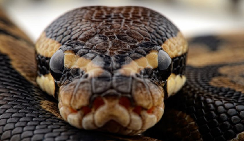 Сетчатый питон