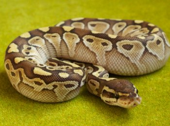Описание, образ жизни и содержание сетчатого питона в террариуме