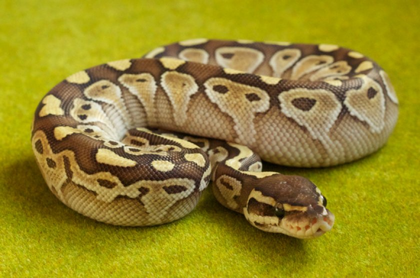 Сетчатый питон Сетчатый питон