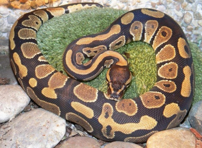 Сетчатый питон Сетчатый питон