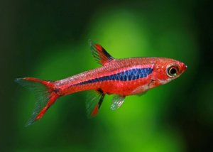 Рыбка расбора Бригитты