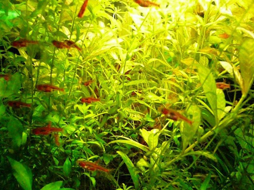 Рыбки расбора Бригитты