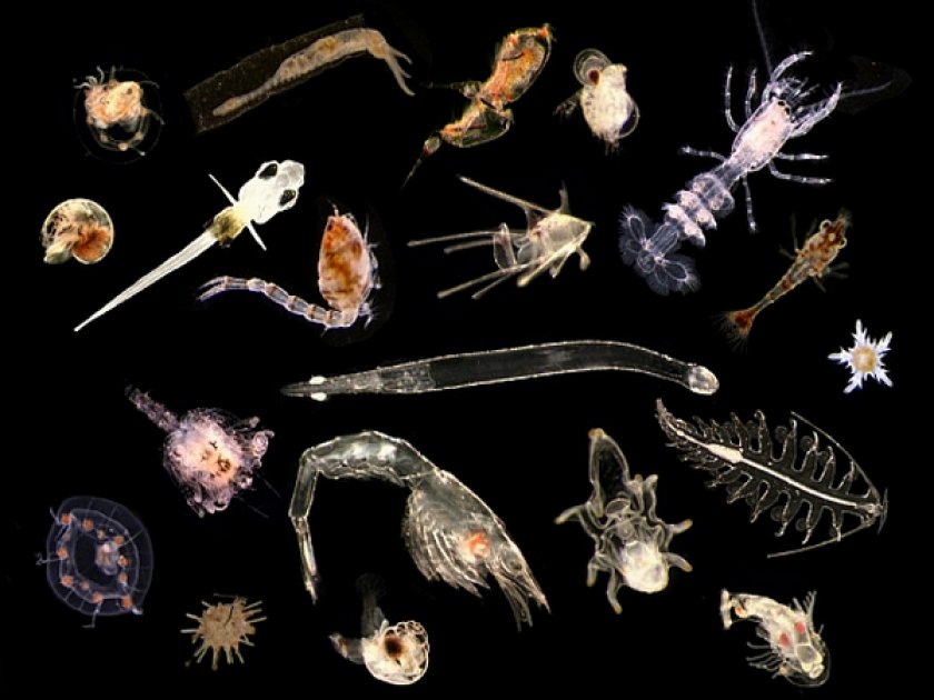 Зоопланктон