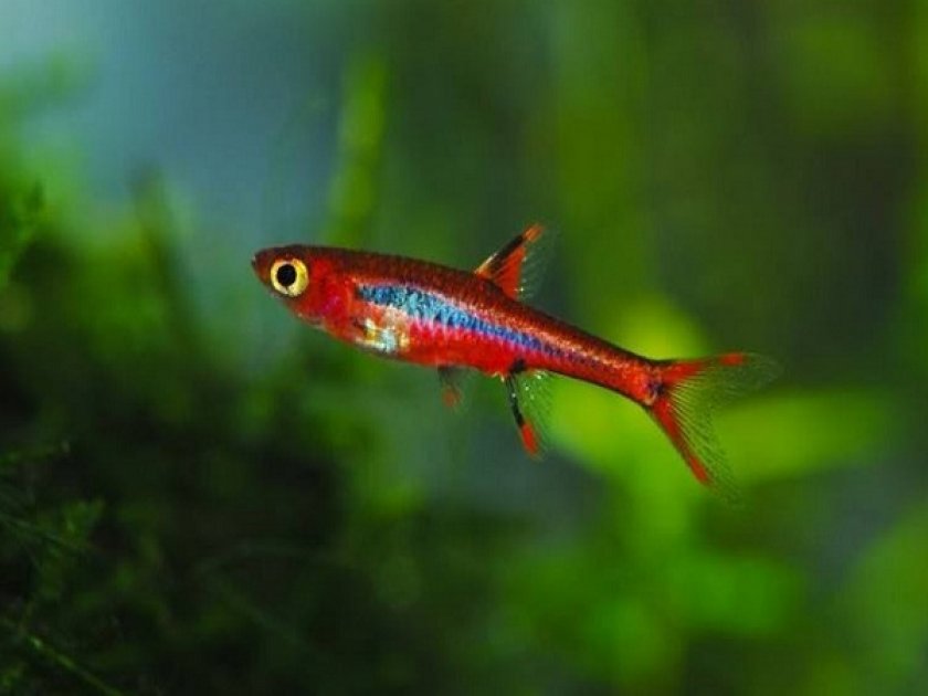 Рыбка расбора Бригитты