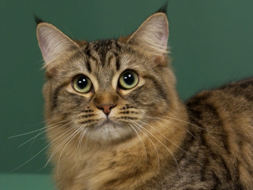 Американский бобтейл Американский бобтейл