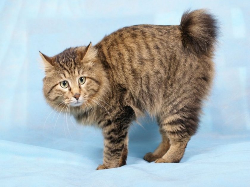 Американский бобтейл Американский бобтейл