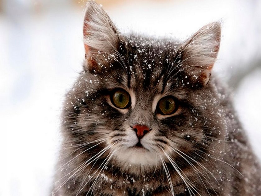 Американский бобтейл Американский бобтейл