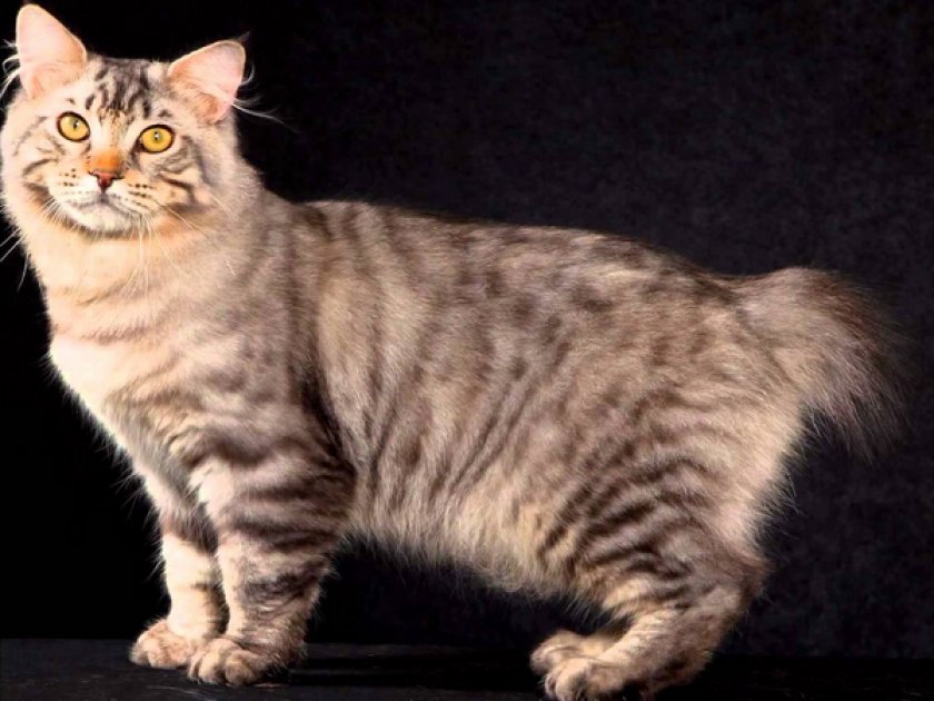 Американский бобтейл Американский бобтейл