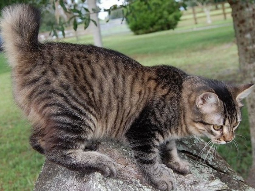 Американский бобтейл Американский бобтейл