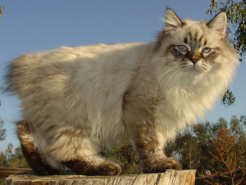 Американский бобтей Американский бобтей