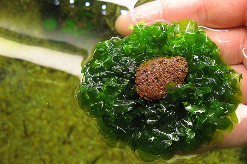 Ломариопсис линеата