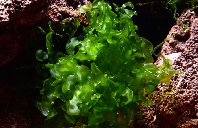 Ломариопсис линеата