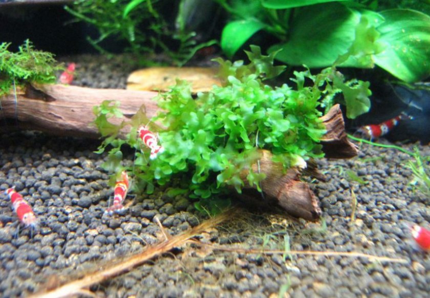 Ломариопсис линеата