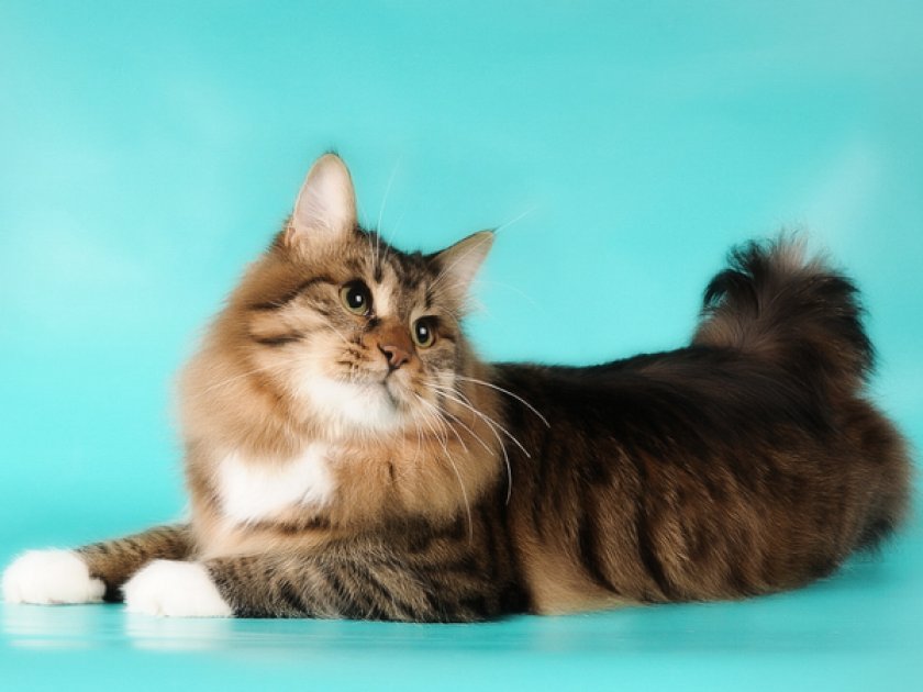 Американский бобтейл Американский бобтейл