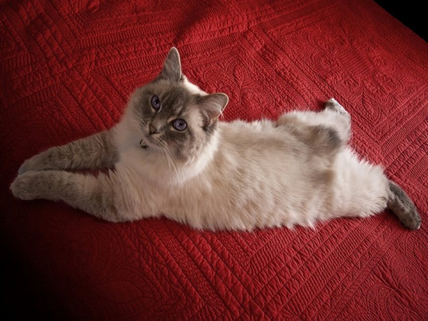 Американский бобтейл Американский бобтейл