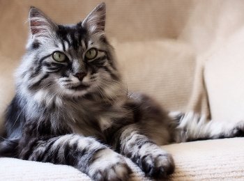 Особенности содержания, питания и ухода за кошкой