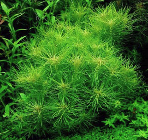 Правила по уходу, посадка и совместимость аквариумного растения с рыбками Правила по уходу, посадка и совместимость аквариумного растения с рыбками