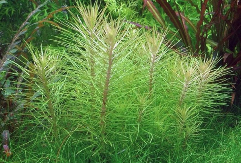 Свойства и особенности Свойства и особенности