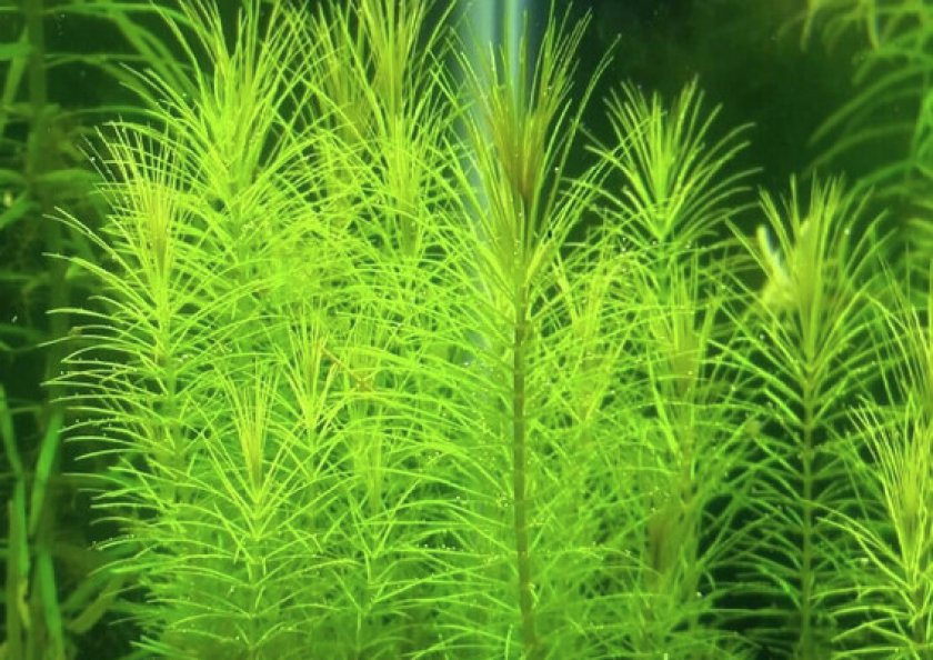 Распространенность в природе Распространенность в природе