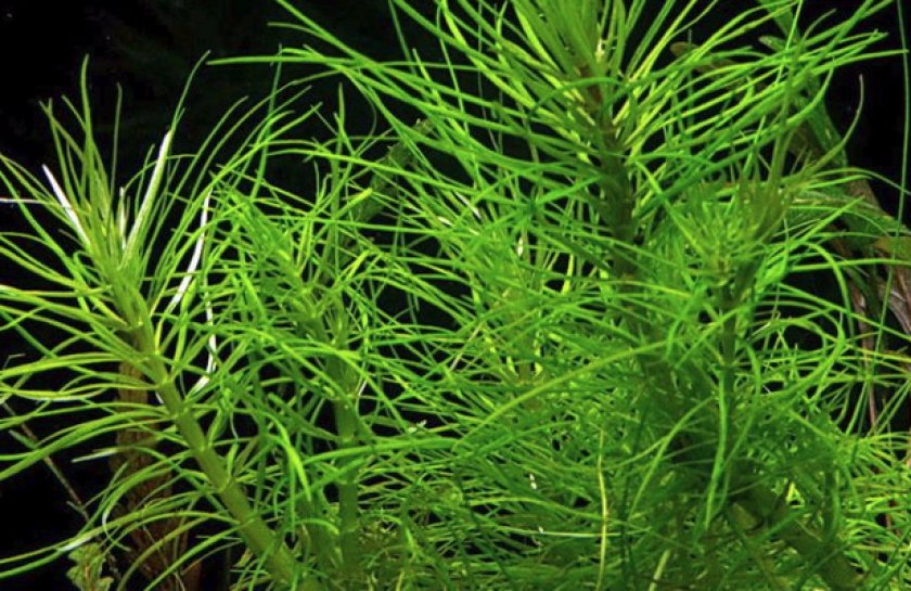 Особенности содержания в аквариуме Особенности содержания в аквариуме