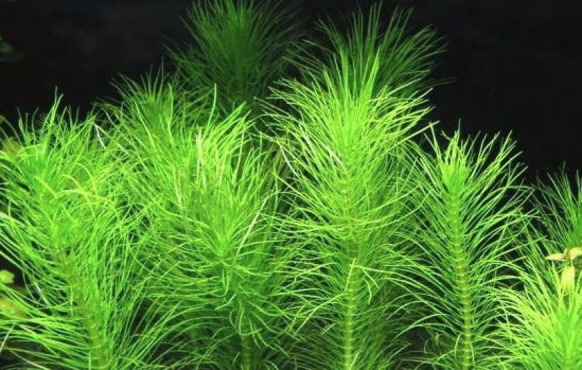 Освещение Освещение