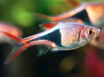 Обитание, описание и повадки рыбы расборы клинопятнистой в домашних условиях