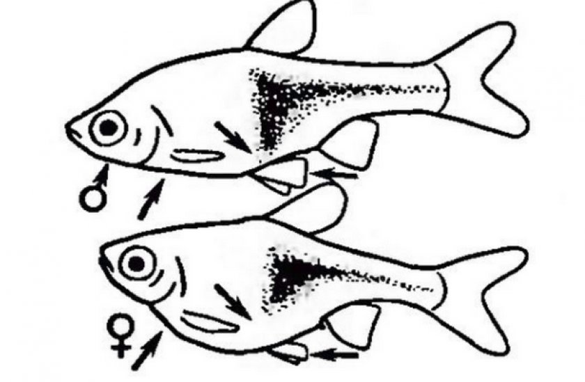 Как отличить самку. Расбора гетероморфа клинопятнистая. Рыбка расбора самец самка. Расбора гетероморфа (клиновидная). Клинопятнистая расбора самки.