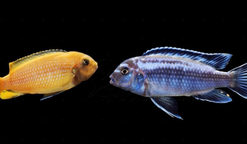 Малавийские цихлиды