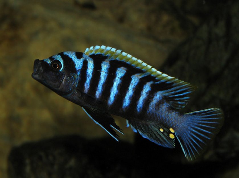 Малавийские цихлиды