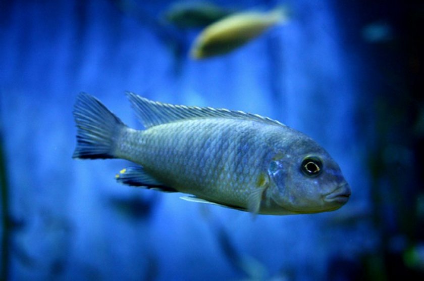 Малавийские цихлиды