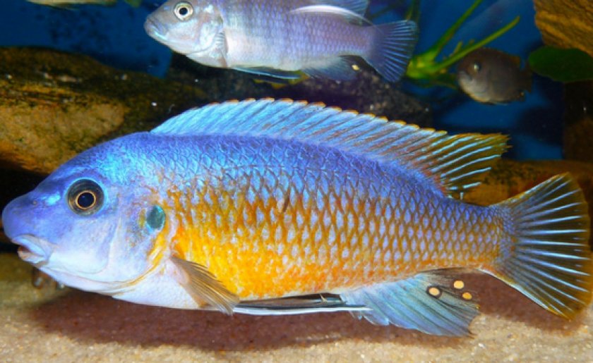 Малавийские цихлиды