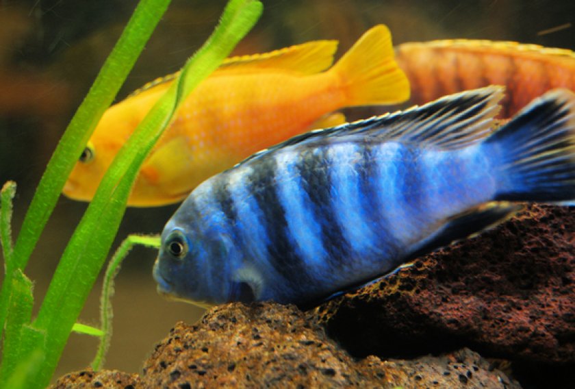 Малавийские цихлиды