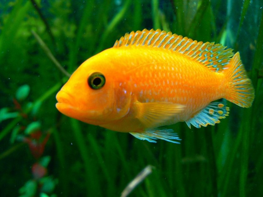 Малавийские цихлиды