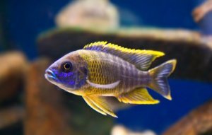 Малавийские цихлиды