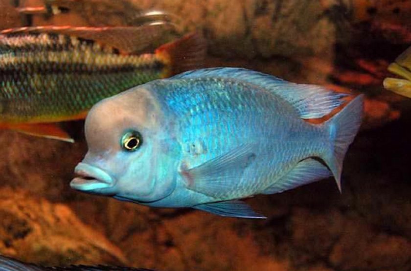 Малавийские цихлиды